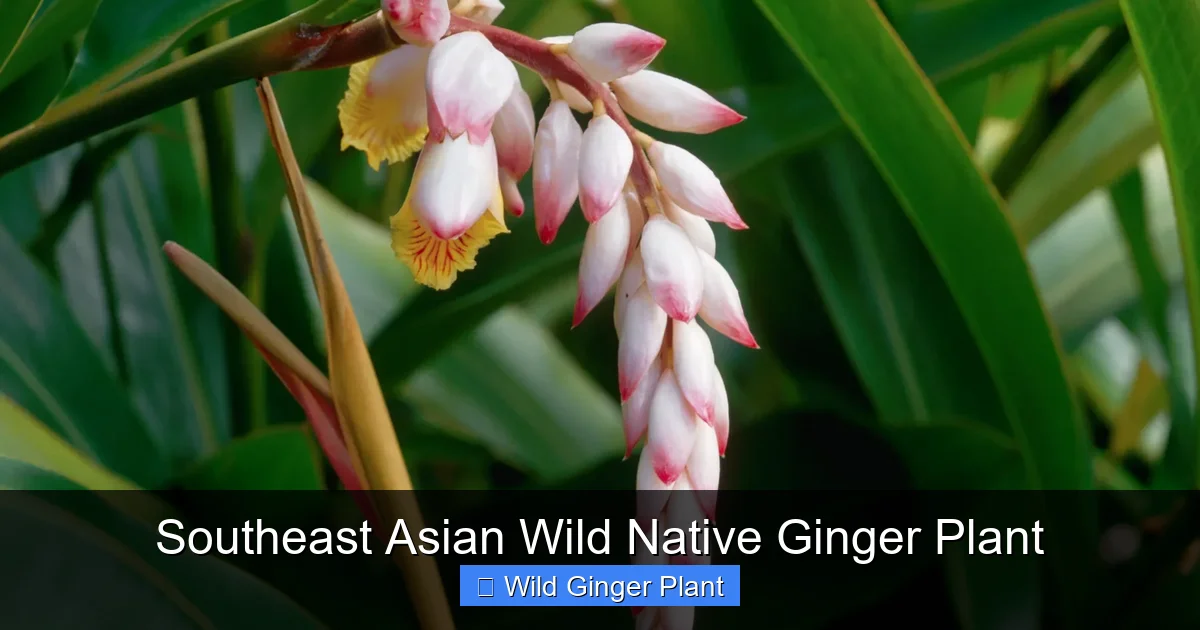 Southeast Asian Wild Native Ginger Plant