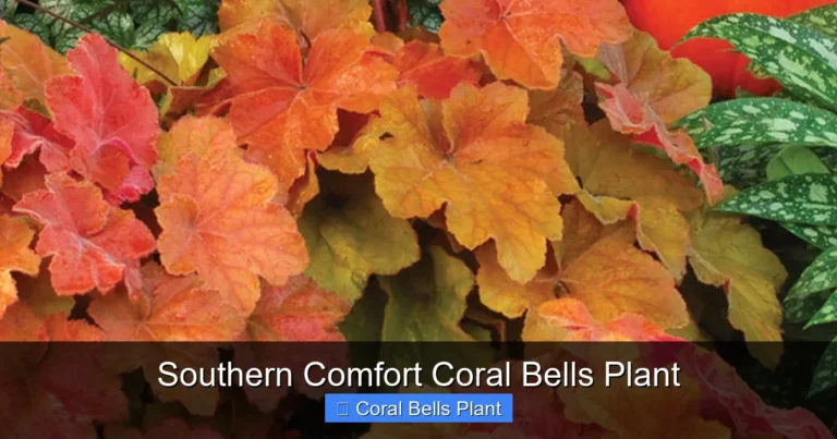 Southern Comfort Coral Bells Plant