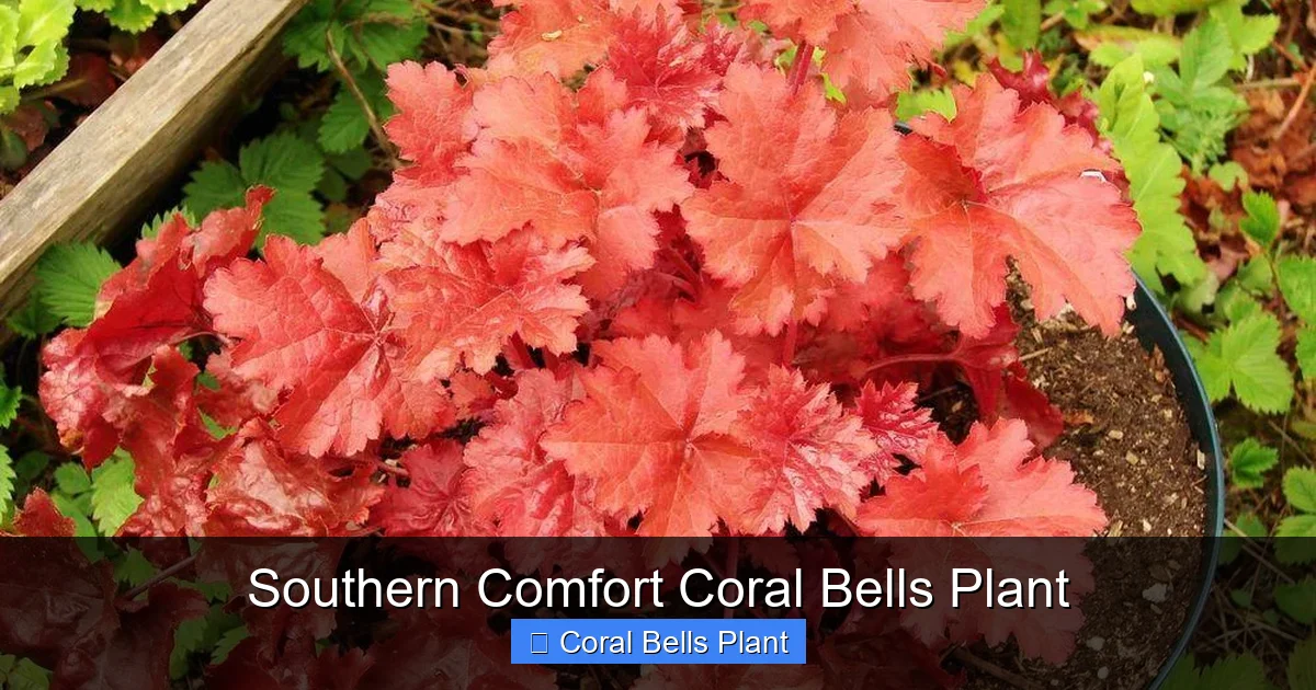 Southern Comfort Coral Bells Plant