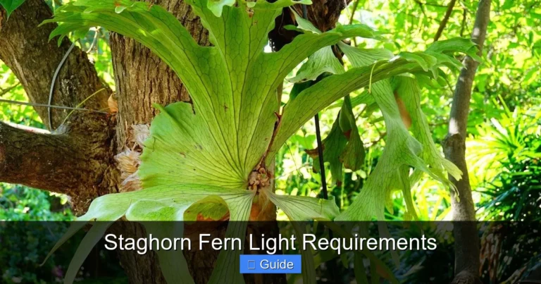 Staghorn Fern Light Requirements