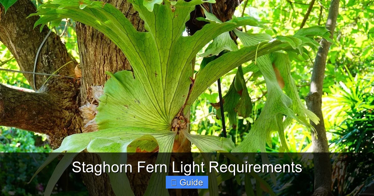 Staghorn Fern Light Requirements