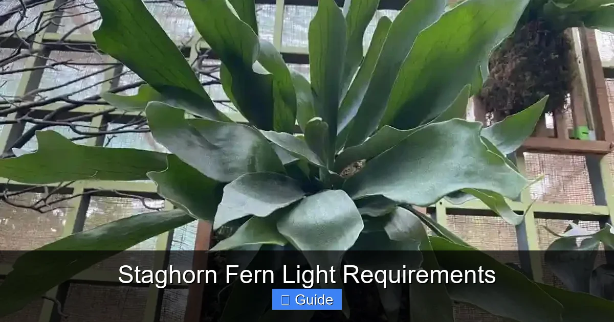 Staghorn Fern Light Requirements