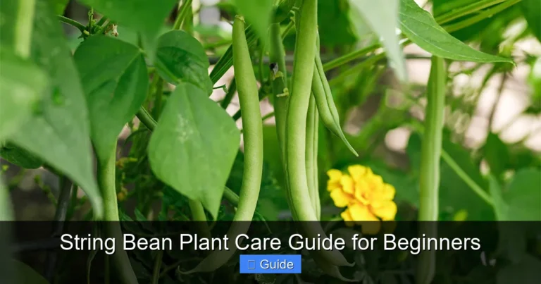 String Bean Plant Care Guide for Beginners