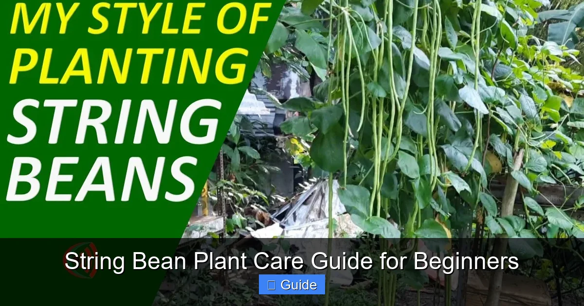 String Bean Plant Care Guide for Beginners