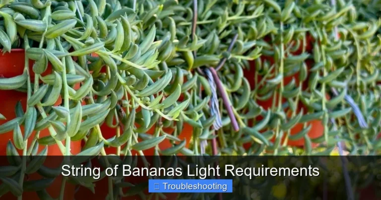 String of Bananas Light Requirements