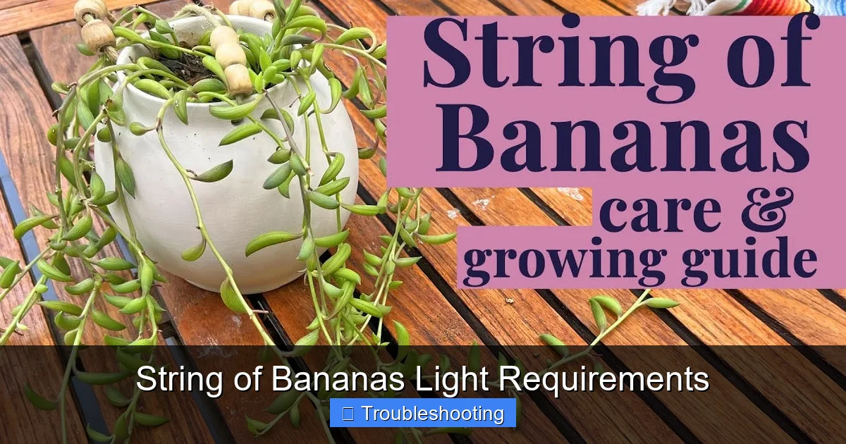String of Bananas Light Requirements