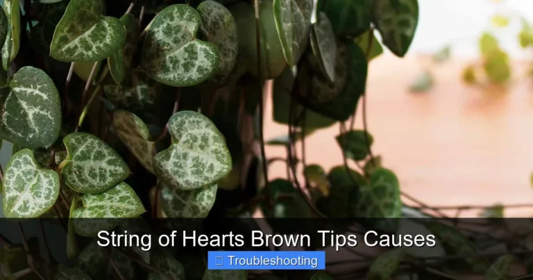 String of Hearts Brown Tips Causes