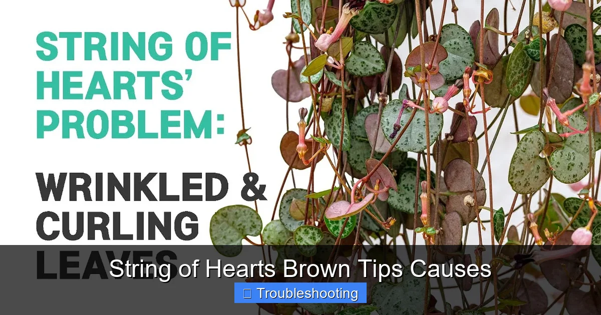 String of Hearts Brown Tips Causes