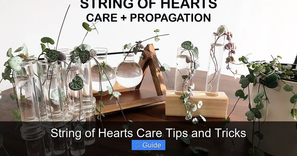 String of Hearts Care Tips and Tricks
