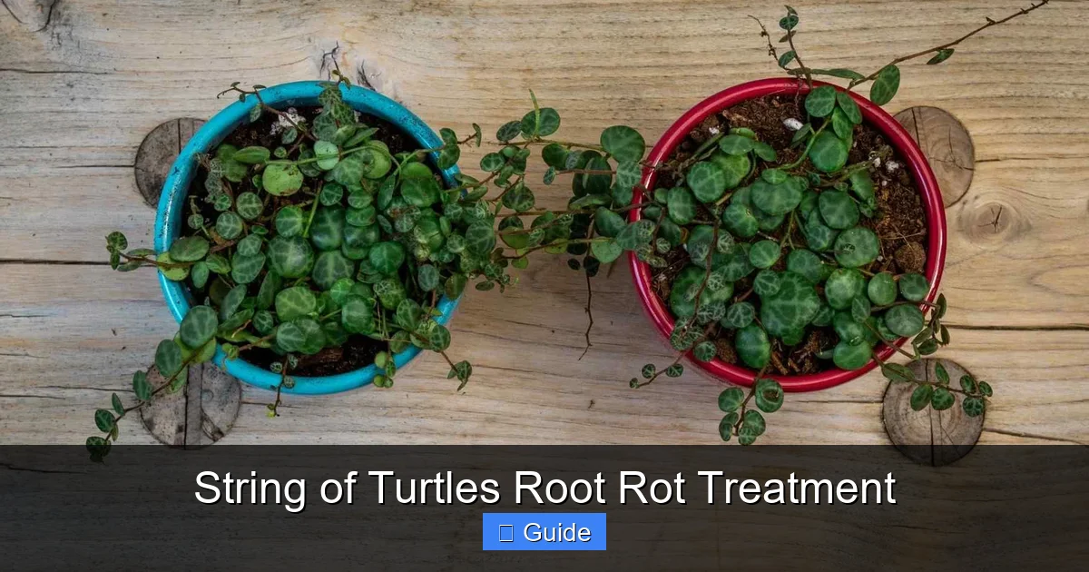 String of Turtles Root Rot Treatment