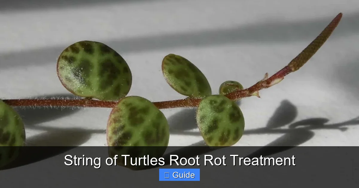 String of Turtles Root Rot Treatment