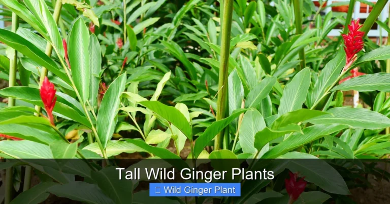 Tall Wild Ginger Plants