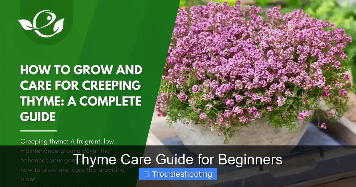Thyme Care Guide for Beginners