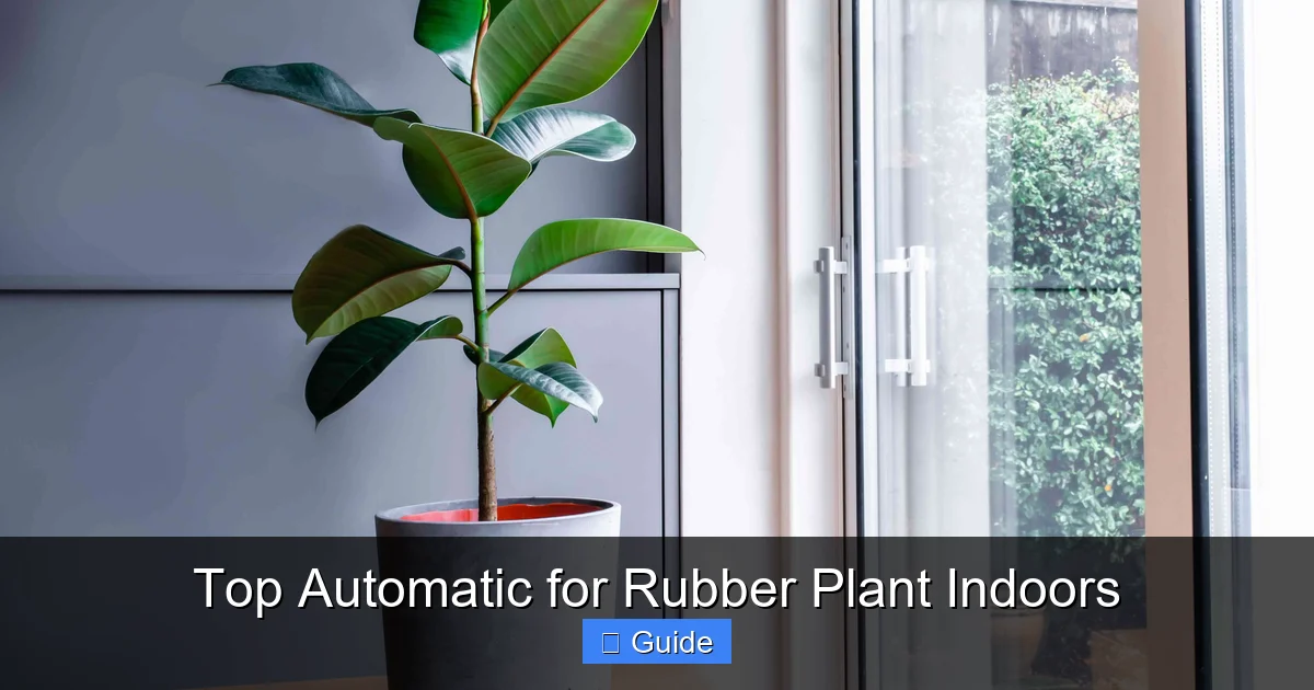 Top Automatic for Rubber Plant Indoors