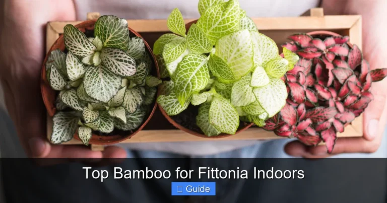 Top Bamboo for Fittonia Indoors