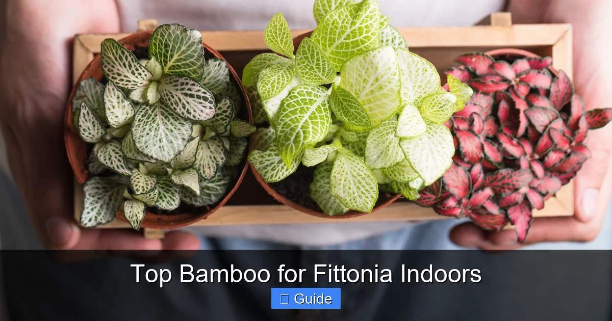 Top Bamboo for Fittonia Indoors