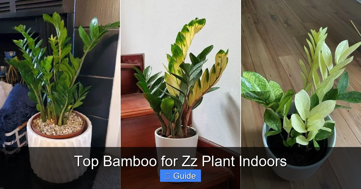 Top Bamboo for Zz Plant Indoors