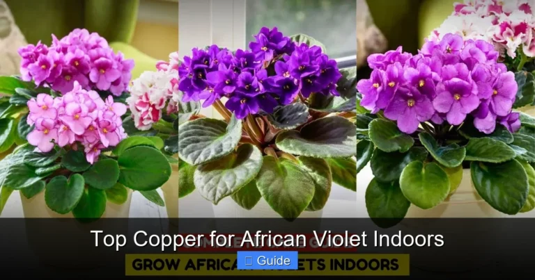 Top Copper for African Violet Indoors