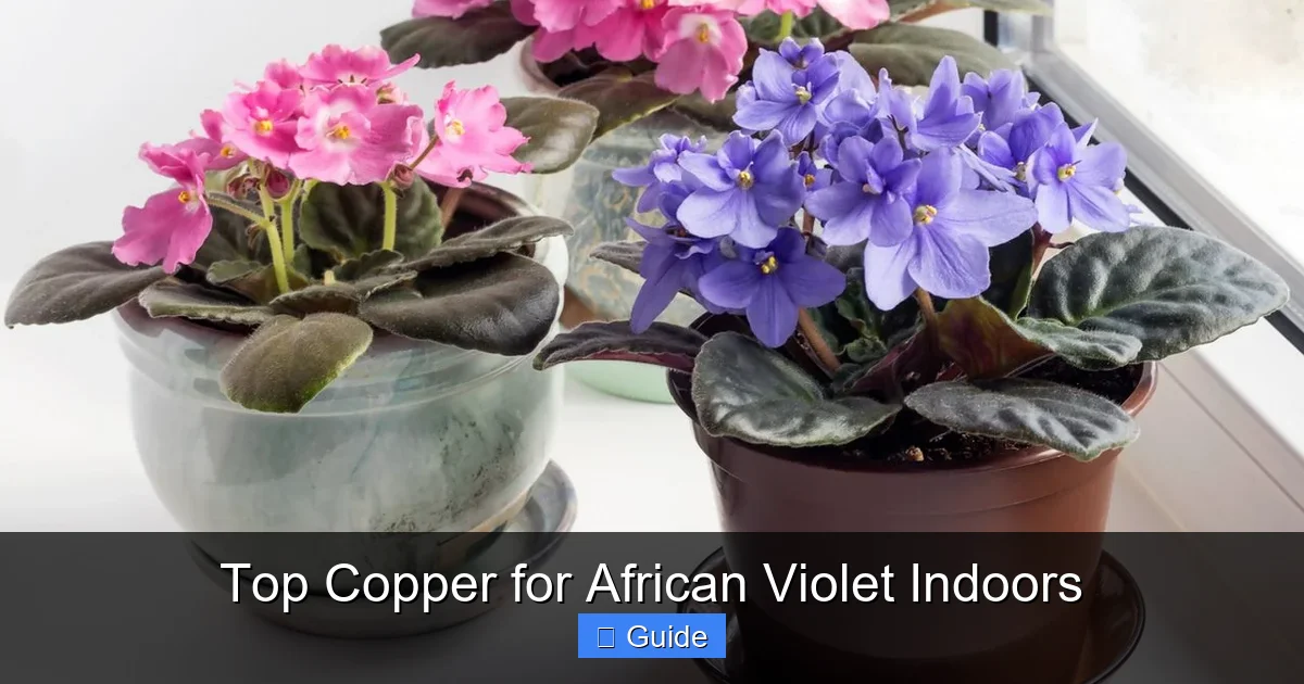 Top Copper for African Violet Indoors