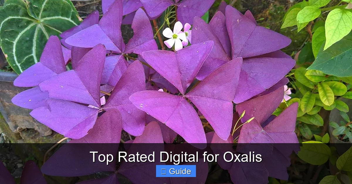 Top Rated Digital for Oxalis
