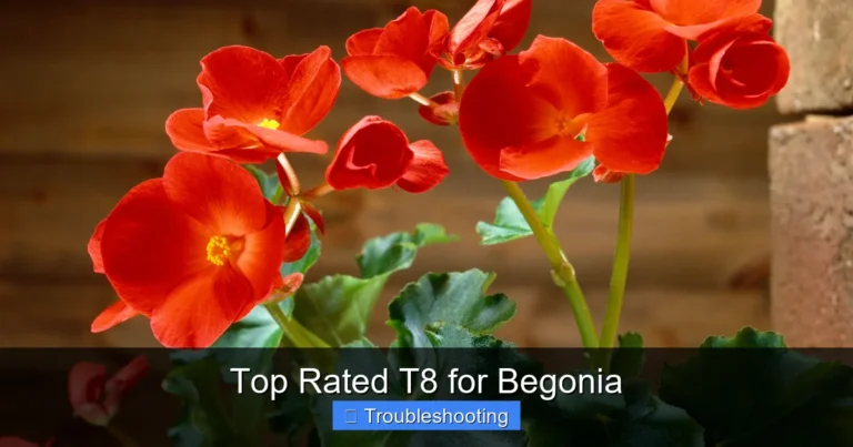 Top Rated T8 for Begonia