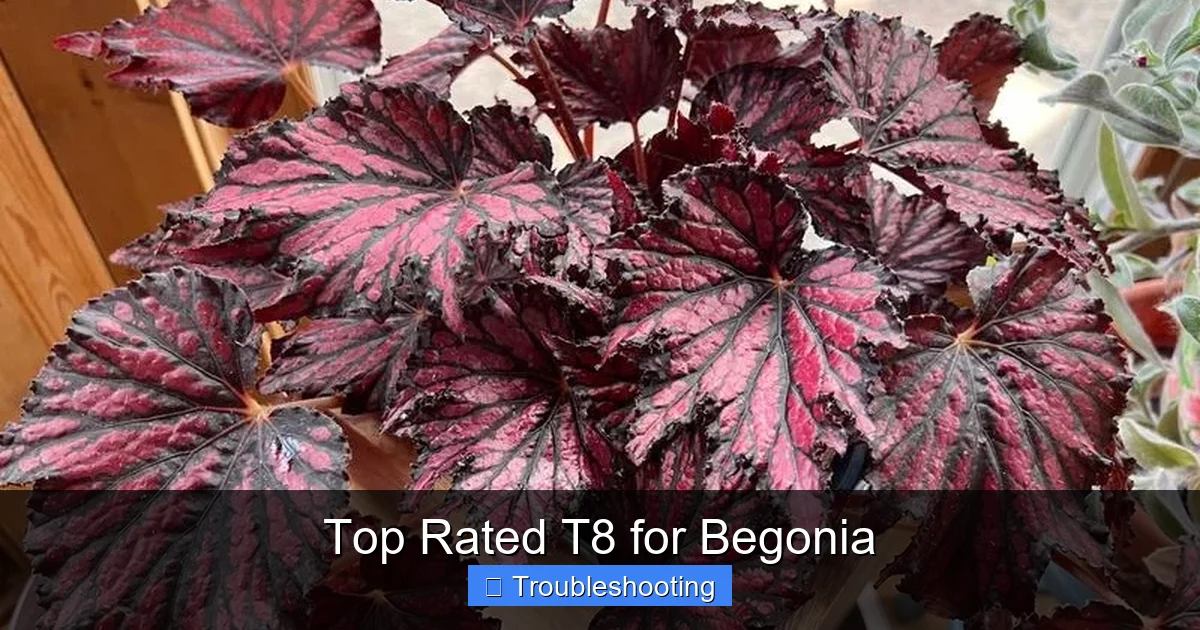 Top Rated T8 for Begonia