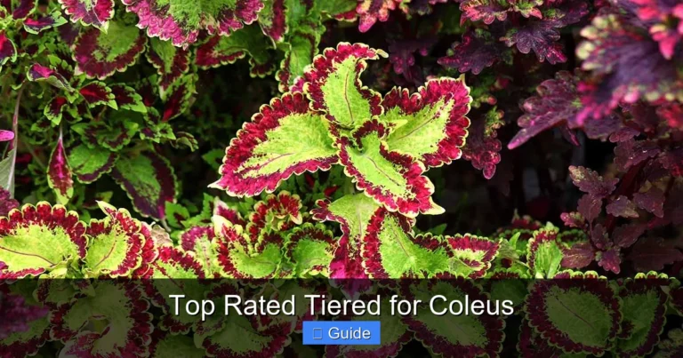 Top Rated Tiered for Coleus