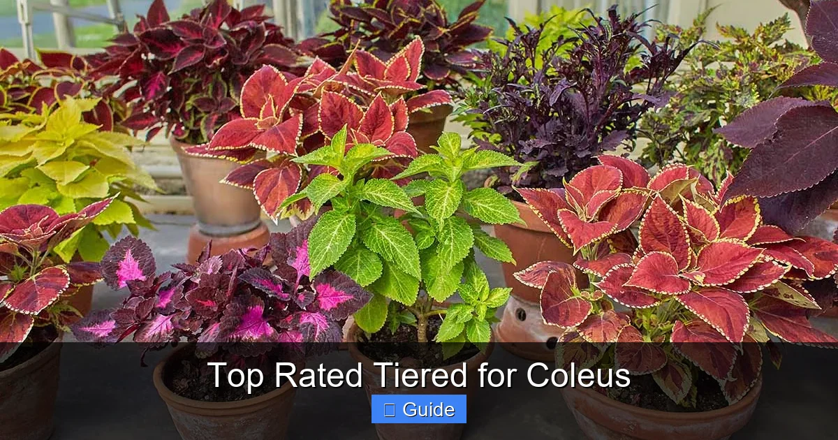 Top Rated Tiered for Coleus