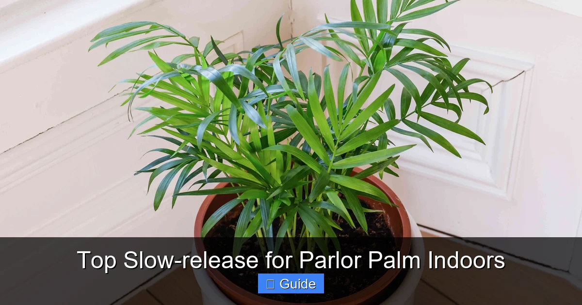 Top Slow-release for Parlor Palm Indoors