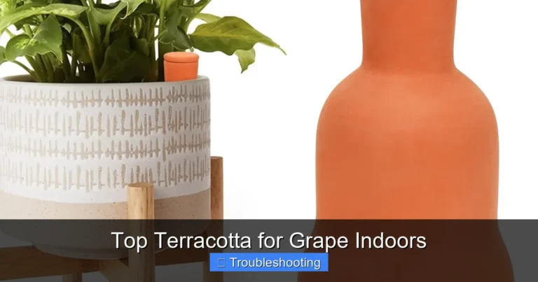 Top Terracotta for Grape Indoors