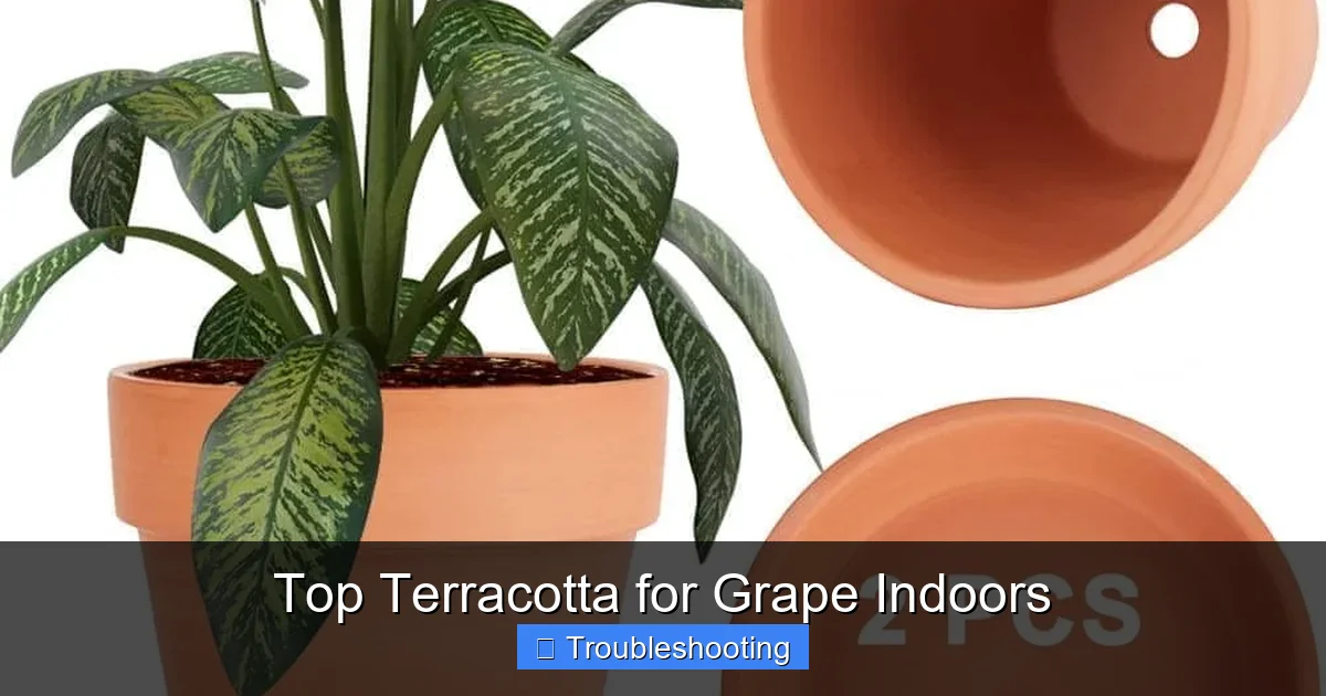 Top Terracotta for Grape Indoors