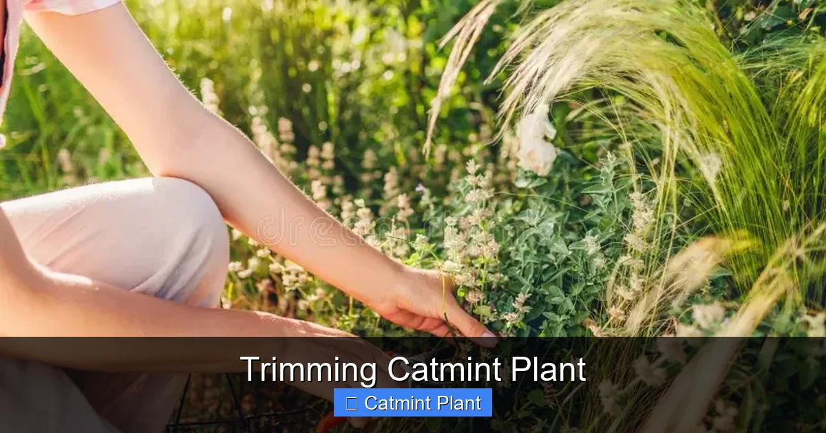 Trimming Catmint Plant