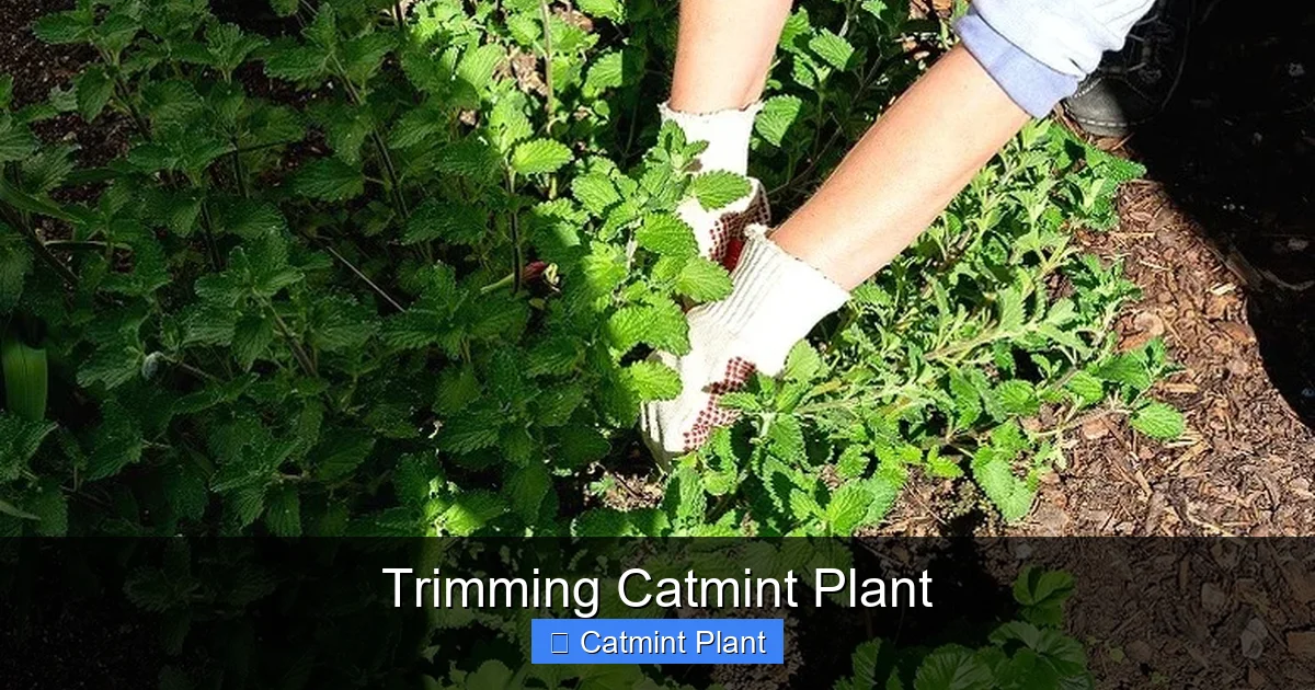 Trimming Catmint Plant