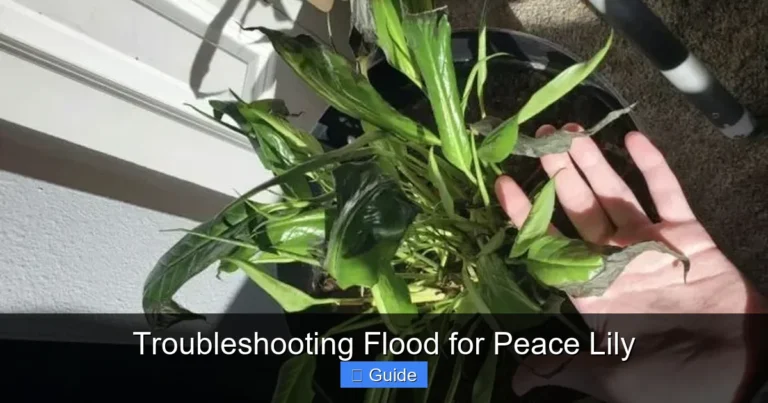 Troubleshooting Flood for Peace Lily
