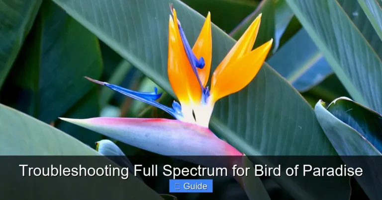 Troubleshooting Full Spectrum for Bird of Paradise