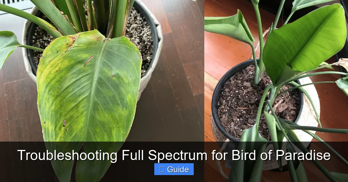Troubleshooting Full Spectrum for Bird of Paradise