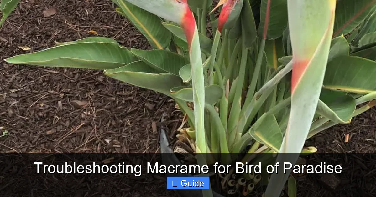Troubleshooting Macrame for Bird of Paradise