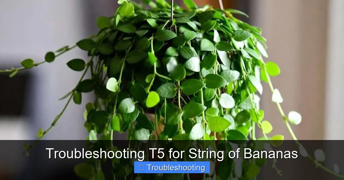 Troubleshooting T5 for String of Bananas