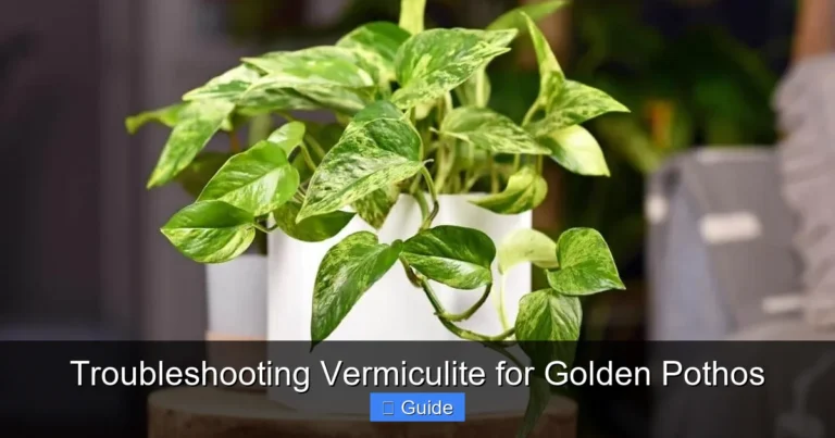 Troubleshooting Vermiculite for Golden Pothos