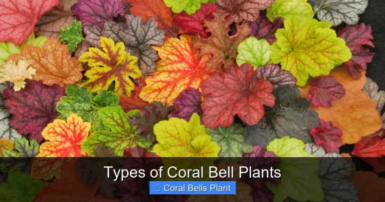 Types of Coral Bell Plants