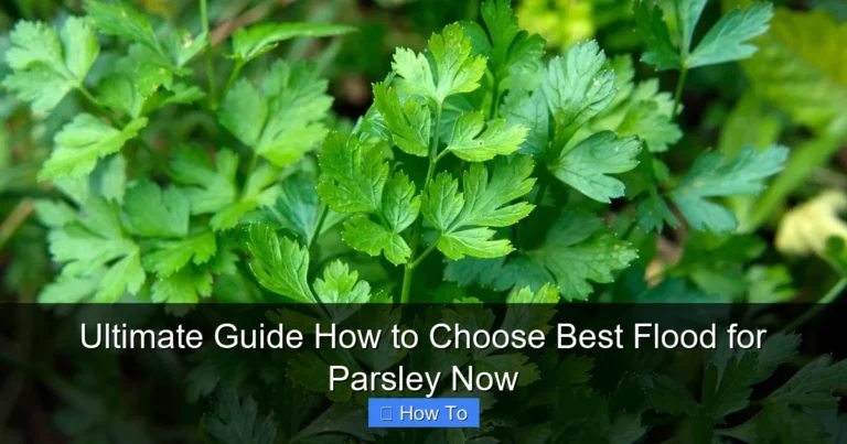 Ultimate Guide How to Choose Best Flood for Parsley Now