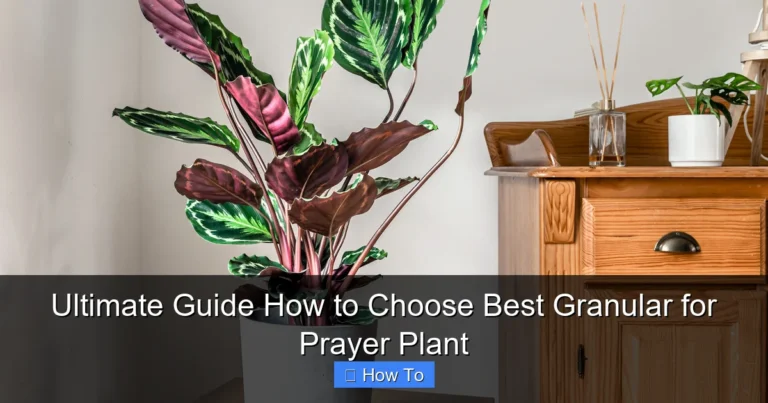 Ultimate Guide How to Choose Best Granular for Prayer Plant