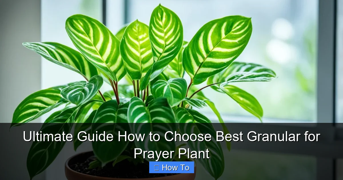 Ultimate Guide How to Choose Best Granular for Prayer Plant