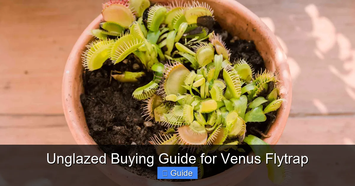 Unglazed Buying Guide for Venus Flytrap