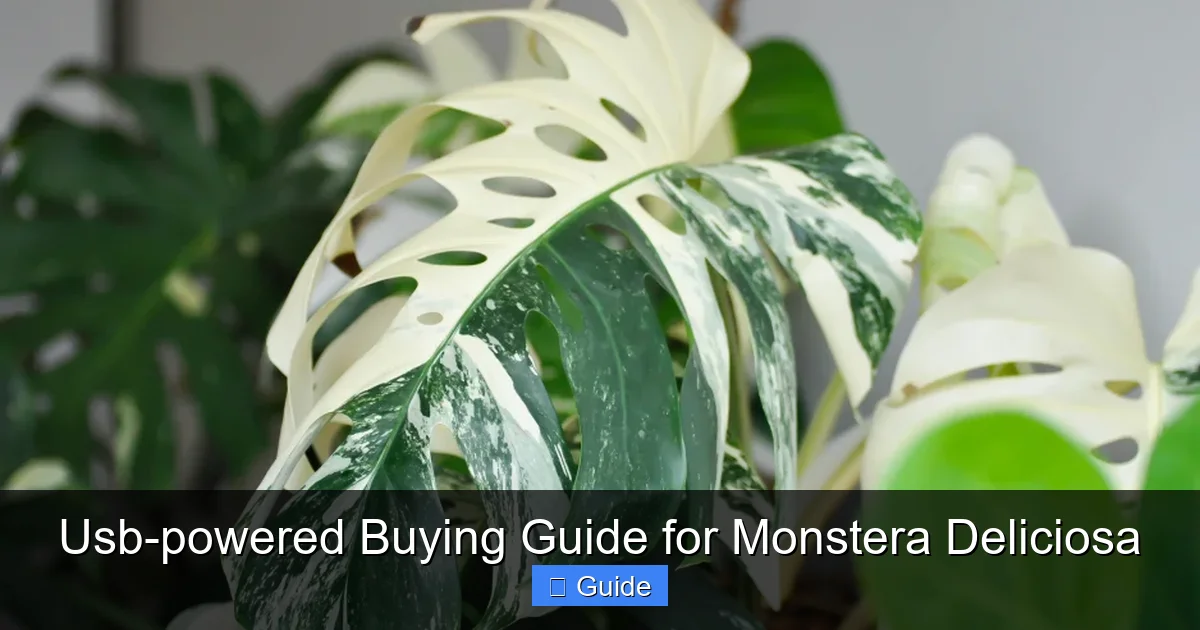 Usb-powered Buying Guide for Monstera Deliciosa