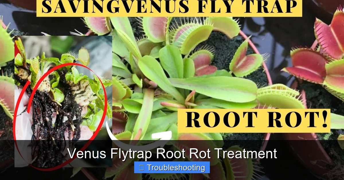 Venus Flytrap Root Rot Treatment