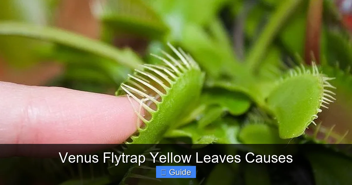 Venus Flytrap Yellow Leaves Causes