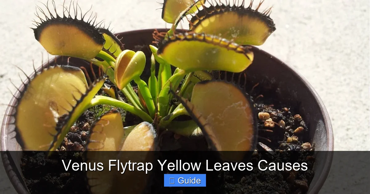 Venus Flytrap Yellow Leaves Causes