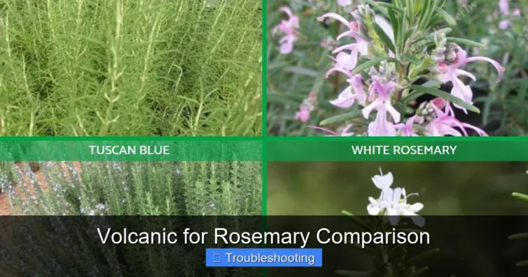 Volcanic for Rosemary Comparison