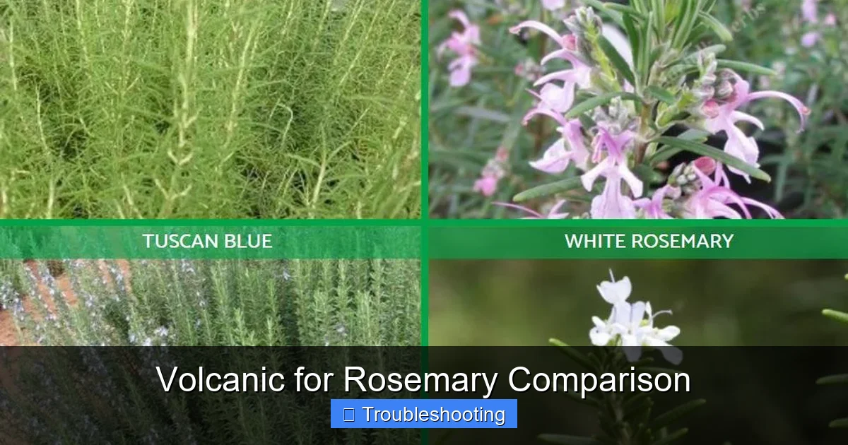 Volcanic for Rosemary Comparison